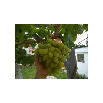 Vinič Bazhena БАЖЕНА biely stolový rezistentný