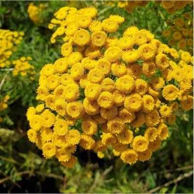 Kopretina vratič - Vratič obecný - Tanacetum vulgare - semena - 0,4 g