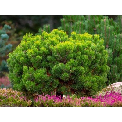 Borovica horská Mugo 'Mughus', výška 10-20 cm, kvetináč 9 cm