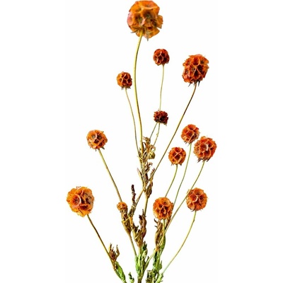 Stabilizovaná Scabiosa oranžová svazek 10 květů