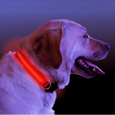 Fuchsia Molly LED svietiaci obojok pre psa