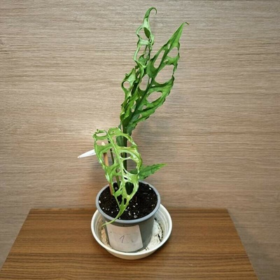 Monstera Obliqua Peru "S" č1