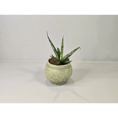 PlantBros flower Sansevieria stuckyi