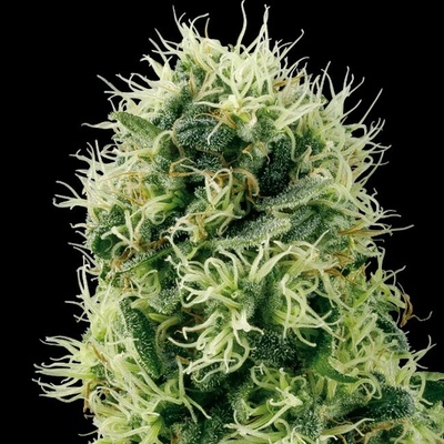 White Label Pure Power Plant semena neobsahují THC 3 ks