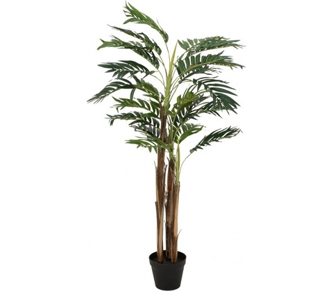 Areca palma, 110 cm