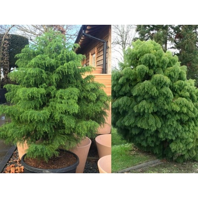 Kryptoméria japonská Elegans Viridis, výška 20-30 cm, kvetináč 2 l