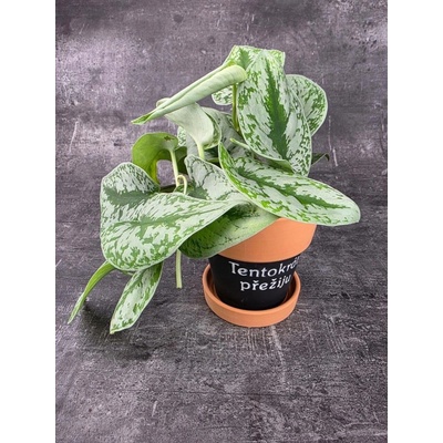 Scindapsus Pictus Trebie 12 cm (Šplhavka vhodná do polostínu)
