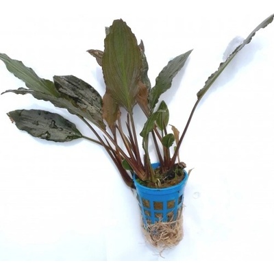 Cryptocoryne willisii