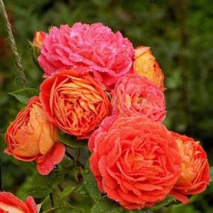 Kordes® Роза Starlet Beauty® Carmen - Tantau®