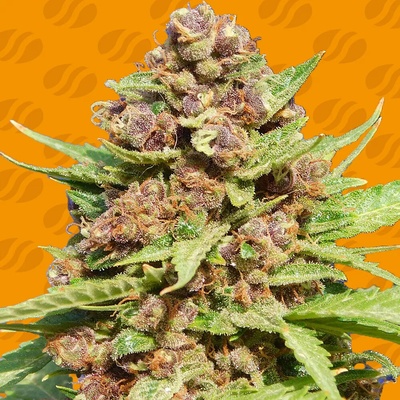 Original Sensible Seeds Purple Punch Cookies semienka neobsahujú THC 25 ks