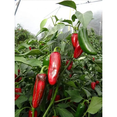 Semena Jalapeno Mammoth – Zboží Mobilmania