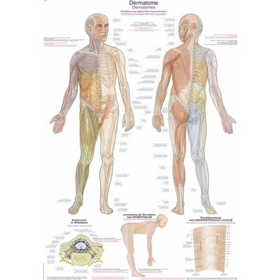 Schéma - dermatómy Papier bez lišty