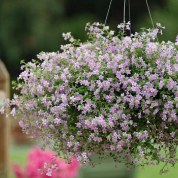 Bacopa Semena