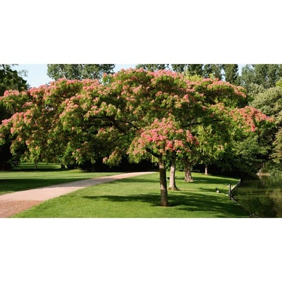 Albizia julibrissin (Albízia ružová) ´TROPICAL DREAM´® - kont. C2L, výška 30-50 cm (-21°C)