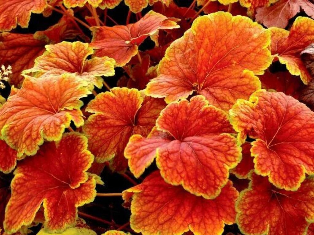 Heuchera Delta Down