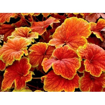 Heuchera Delta Down