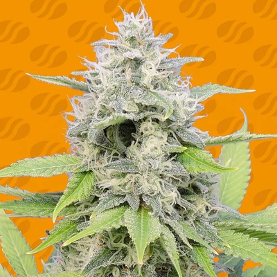 Original Sensible Seeds Gorilla Zkittlez semienka neobsahujú THC 25 ks