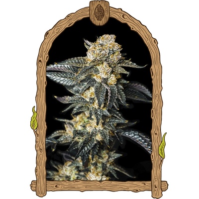Exotic Seed Zkittaberry Auto semienka neobsahujú THC 3 ks
