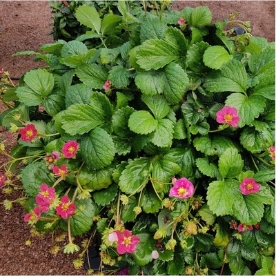 Jahodník stáleplodící Toscana F1 - Fragaria ananassa - semena - 10 ks