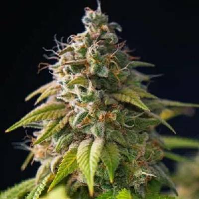 PowerStrains Gorilla Zkittlez semena neobsahují THC 5 ks
