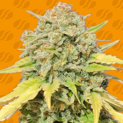 Original Sensible Seeds Zkittlez semienka neobsahujú THC 25 ks