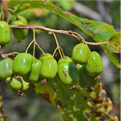 Minikiwi - Actinidia arguta - semena kiwi - 5 ks