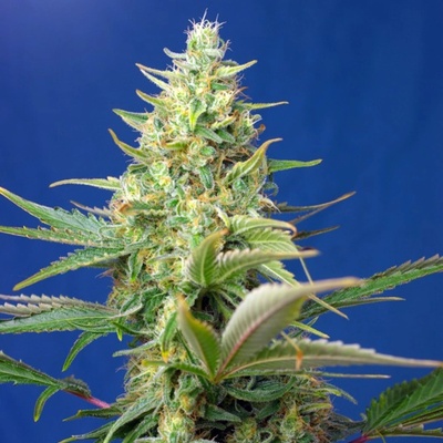 Sweet Seeds Sweet Pure AUTO CBD semienka neobsahujú THC 3 ks