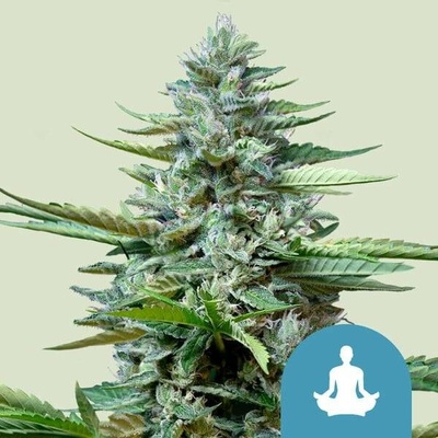 Royal Queen Seeds Stress Killer AUTO CBD Semena neobsahují THC 5 ks