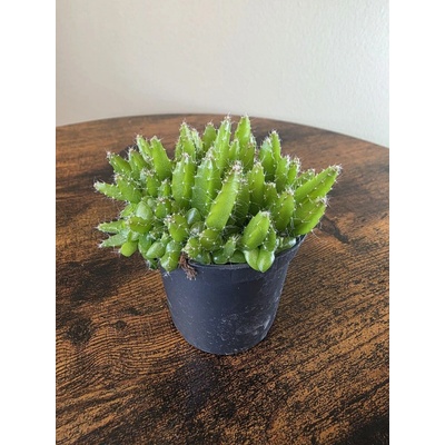 Hylocereus undatus mini – Zboží Dáma