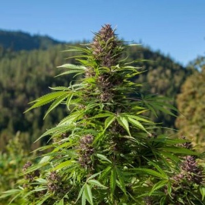 Phoenix Seeds Outdoor UK Auto semienka neobsahujú THC 3 ks