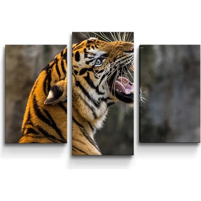 Sablio Obraz - 3-dílný Revúci tiger - 75x50 cm