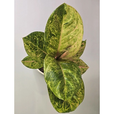 Aglaonema Apple Fantasy Konkrétna rastlina: Rastlina 2