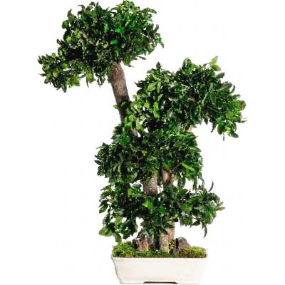 Verdissimo Pittosporum bonsai