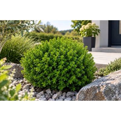 Hebe vždyzelené (Hebe ochracea) ´GREEN GLOBE´- výška 10 cm, Ø 15-20 cm, kont. C2L