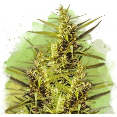 Nirvana Blueberry Kush AUTO semena neobsahují THC 10 ks