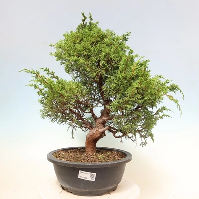 e-bonsai Venkovní bonsai - Juniperus chinensis Itoigawa-Jalovec čínský