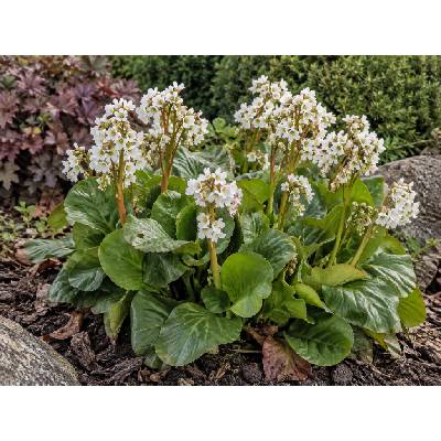 Bergénia 'Bressingham White'