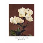  Принт Hærdaceous Peony, Огава Казумаса - репродукция (Print1071)