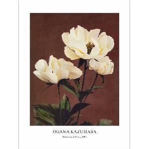  Принт Hærdaceous Peony, Огава Казумаса - репродукция (Print1071)