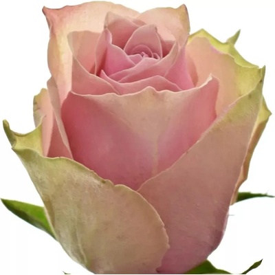 Růžová růže ATHENA ROYALE 50cm (L)
