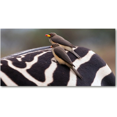 Foto obraz sklo tvrzené Vtáky a zebra 100x50 cm