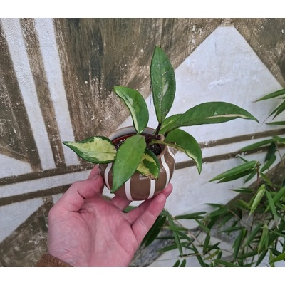Baby Hoya Carnosa "Tricolor"