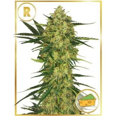Mr. Hide Seeds Mr. Cheese Mass regular semienka neobsahujú THC 7 ks