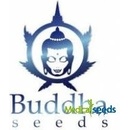 Buddha Seeds Buddha Purple Kush semena neobsahují THC 1 ks