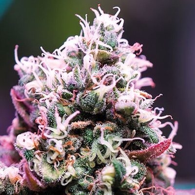 Anesia Seeds Amnesia Flash Auto semienka neobsahujú THC 10 ks
