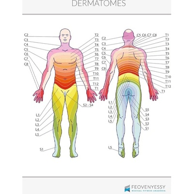 Feövenyessy Anatomický plakát - Dermatomy 50 x 70 cm | EN