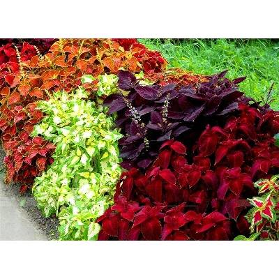 Semena jednoleté rostliny Koleus Kopřivka Rainbow Mixture (Coleus Blumei) MIX 0,5 g