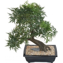 Umelý Bonsai Aralia v kvetináči, 50cm