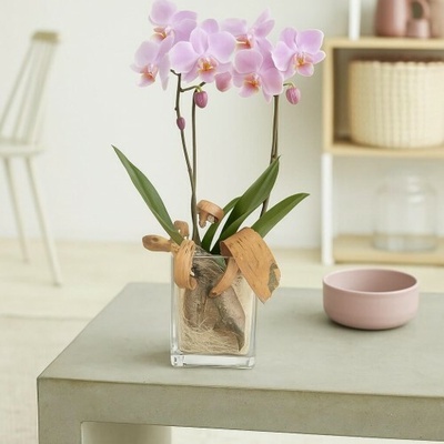 Orchidej růžová Phalenopsis v květináči