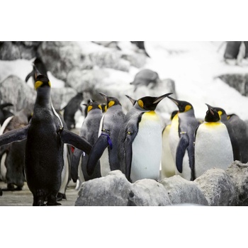 DIMEX ART s. r. o Флизелинов фототапет пингвини на скали 375 x 250 см